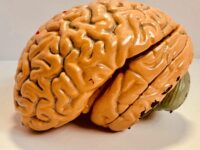 Exploring the Alpha Mind (45 mins)